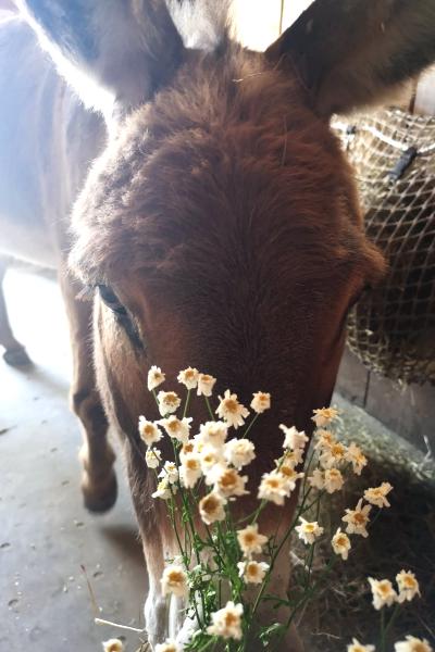 Benny hat Geburtstag 2