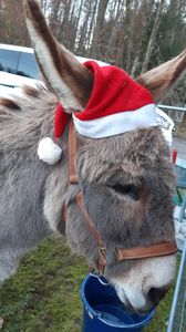 Tierschutz Rosenheim 24.11.2024